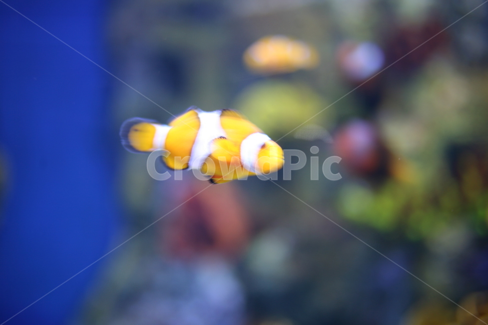 니모,흰동가리,동물,물고기,fish