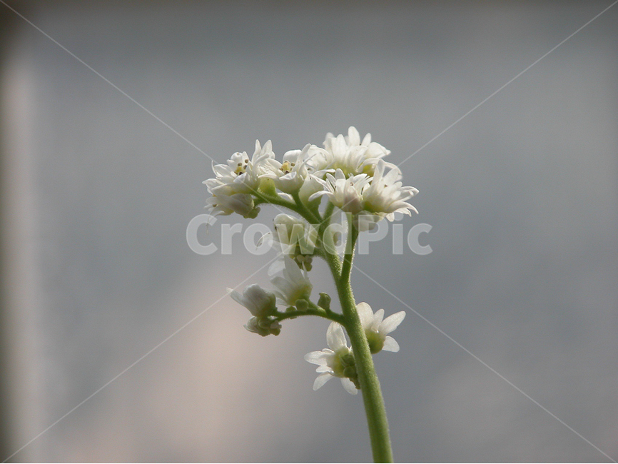 관상,화초,화분,식물원,꽃,식물,자연,plants,nature,꽃,flower