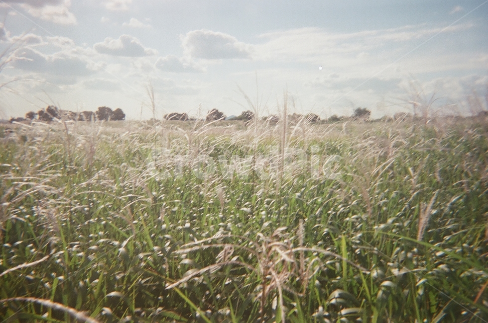 하늘공원,갈대,저해상도,필름사진,들판,흐린날,grass,잔디,plant,식물,field,들,nature,자연,lawn