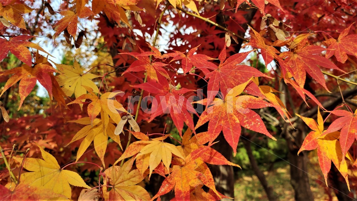 가을,엽록소,mapie,leaf,잎,plant,식물,tree,나무,단풍,maple,가을,계절,fall,autumn,season,식물,자연,plants,nature,나무,trees,wood