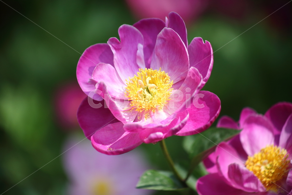 작약,꽃,봄,작약꽃,peonyroot