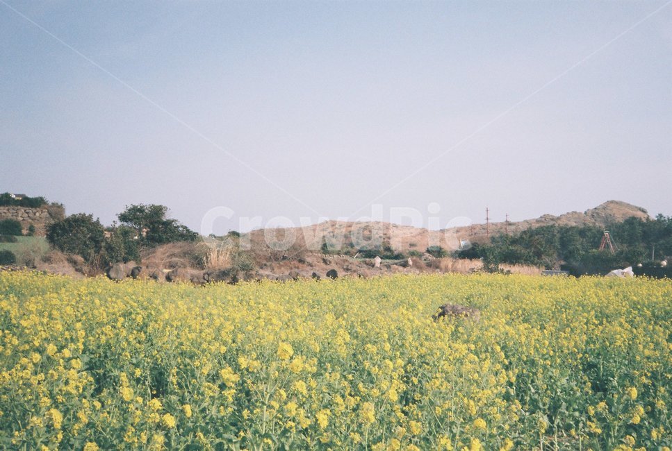 유채꽃,제주도,산방산,봄,꽃,jeju,flower