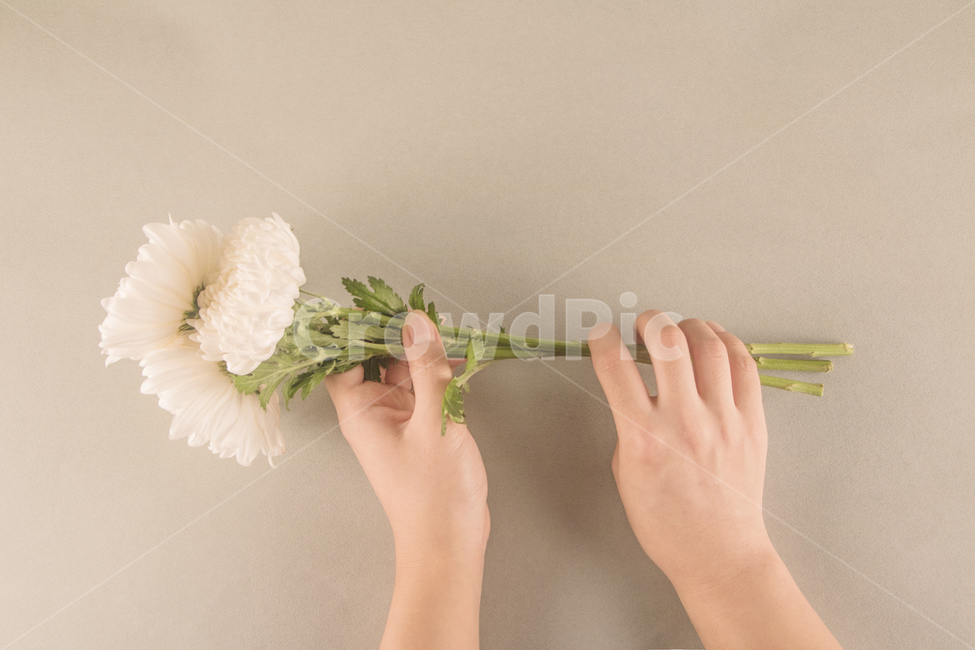 white flower,petal,Chrysanthemum,Daul,hand motion,background,plant,memorial,flower,hand