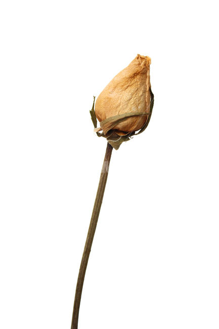 꽃,장미,로즈,장미꽃,플라워,드라이,드라이플라워,말린,말려놓은,마른,노란색,노랑,옐로우,말린장미,식물,자연,flower,dry,dried,dryflower,yellow,green,rose,줄기,dryrose,plant,nature,꽃봉우리,봉우리,흰배경,꽃,flower,누끼,remove background