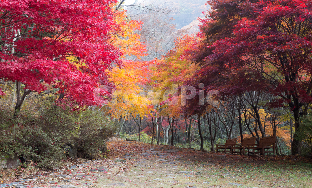 자연,풍경,가을,계절,단풍,단풍나무,단풍잎,잎,나뭇잎,노란,붉은,식물,나무,사계절,나뭇가지,애기단풍,홍단풍,공원,길,단풍길,오솔길,산책,산책길,nature,landscape,autumn,seasonal,leaves,yellow,red,plants,trees,fourseasons,twig,babymaple,hongdungmaple,park,path,foliage,trail,walking,가을,계절,fall,autumn,season,tree,plant,maple