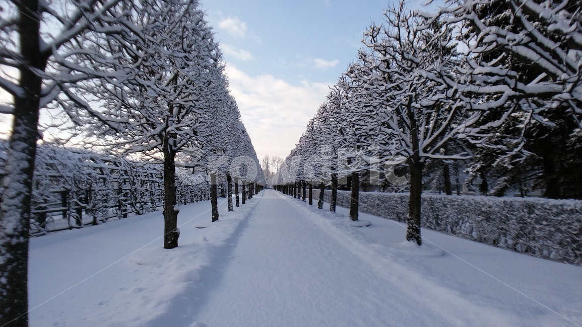겨울,winter,russia,러시아,눈,얼음,snow,ice,숲,나무,tree,forest,nature,자연,outdoors,옥외,white,흰색