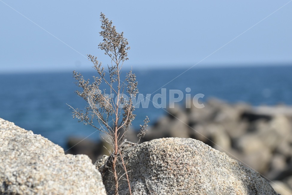 강릉,겨울,바다,여행,감성사진,식물,자연,plants,nature