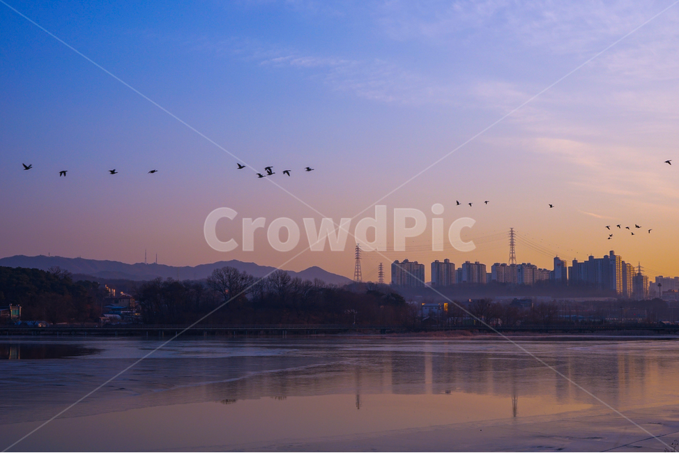 새,조류,동물,겨울철새,철새,이동,비행,새벽,여명,하늘,도시,풍경,city,landscape,bird,animal,nature,자연,outdoors,옥외
