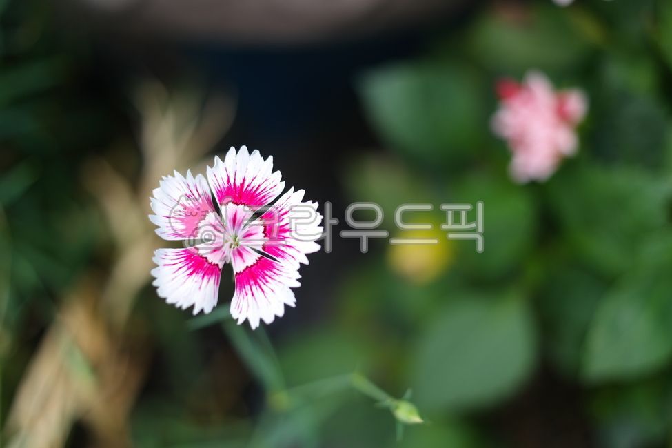 fancy,Sangu vein,summer,spring,beautiful,petal,Stone Bamboo Flower,park,green,nature,clear,leaf,flower,outdoor,wildflowers,White,gillyflower,plant,purple,fresh,stem