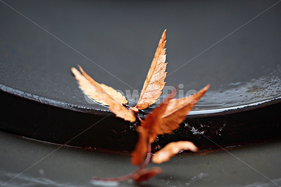 단풍,낙엽,가을,울긋불긋,나무잎,잎,식물,자연,가을,계절,fall,autumn,season,식물,자연,plants,nature