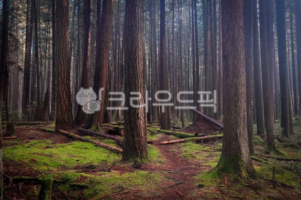 tree, 나무, plant, 식물, vegetation, 사진,이미지,일러스트,캘리그라피 - NatureLover작가