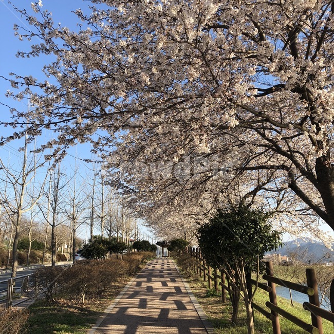 벚꽃,벚나무,산책,봄날씨,봄,봄,계절,spring,season,자연,풍경,nature,landscape,plant,식물