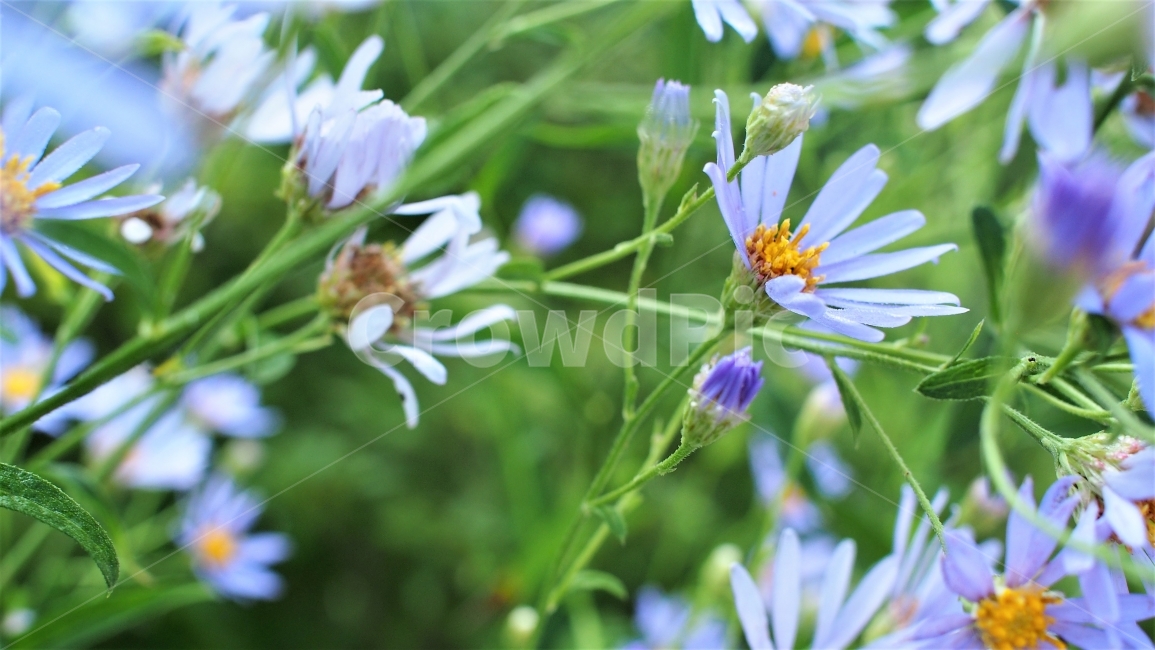야생화,벌개미취,쑥부쟁이,꽃,꽃잎,봄,가을,꽃밭,자연,식물,감성,색감,purple,flower,garden,petal,wildflower,식물,자연,plants,nature,꽃,flower,감성,sensible,feeling