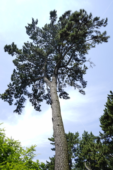 나무,소나무,가지,우뚝,하늘,식물,자연,plants,nature,나무,trees,wood