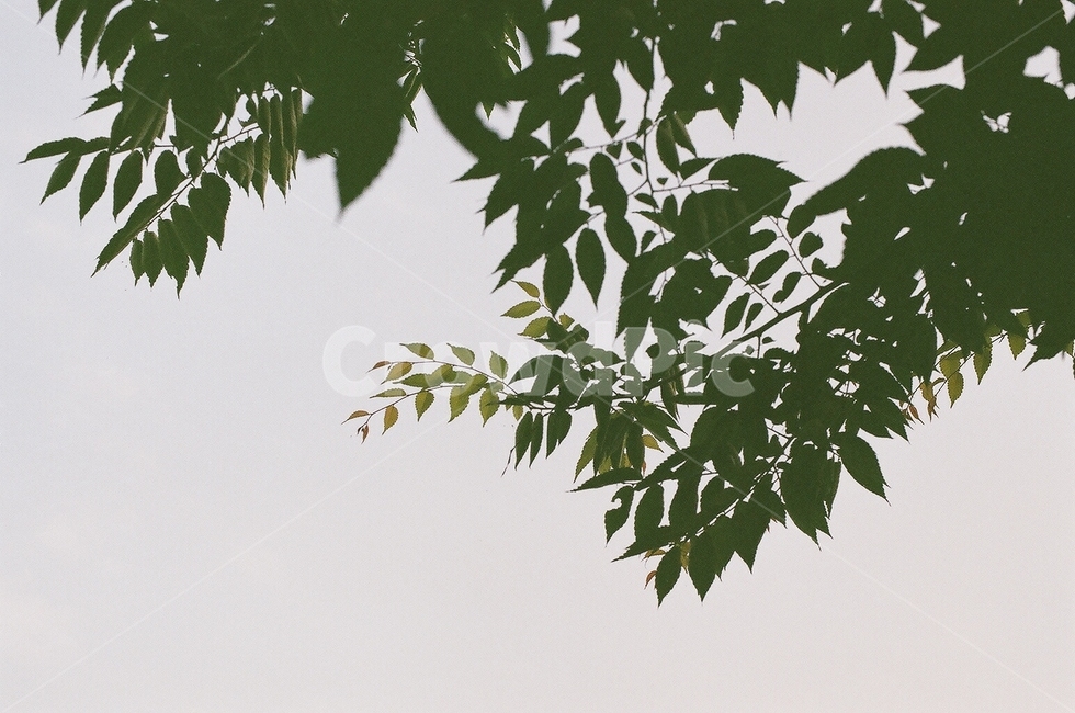 leaf,잎,plant,식물,나뭇잎,늦여름,초가을