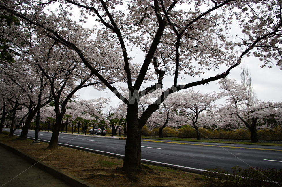 벚꽃,진해,나무,식물,꽃,풍경,거리,봄,계절,spring,season,plant,asphalt,아스팔트,blossom,flower