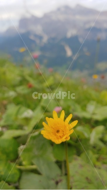 민들레,산악지역,돌로미테,고산지역,들꽃,plant,식물,식물,자연,plants,nature,꽃,flower