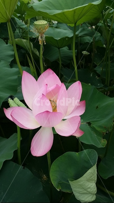 봄,연꽃,꽃,분홍,색감,연잎,꽃봉우리,꽃피기전
