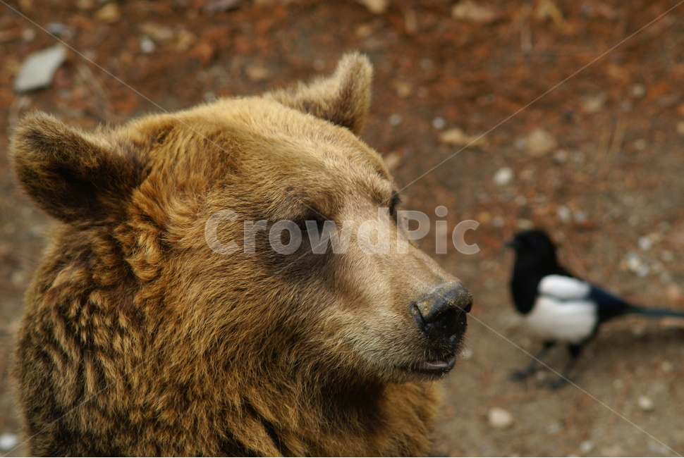 사파리,얼굴,에버랜드,곰,bear,동물,animal,포유류,mammal