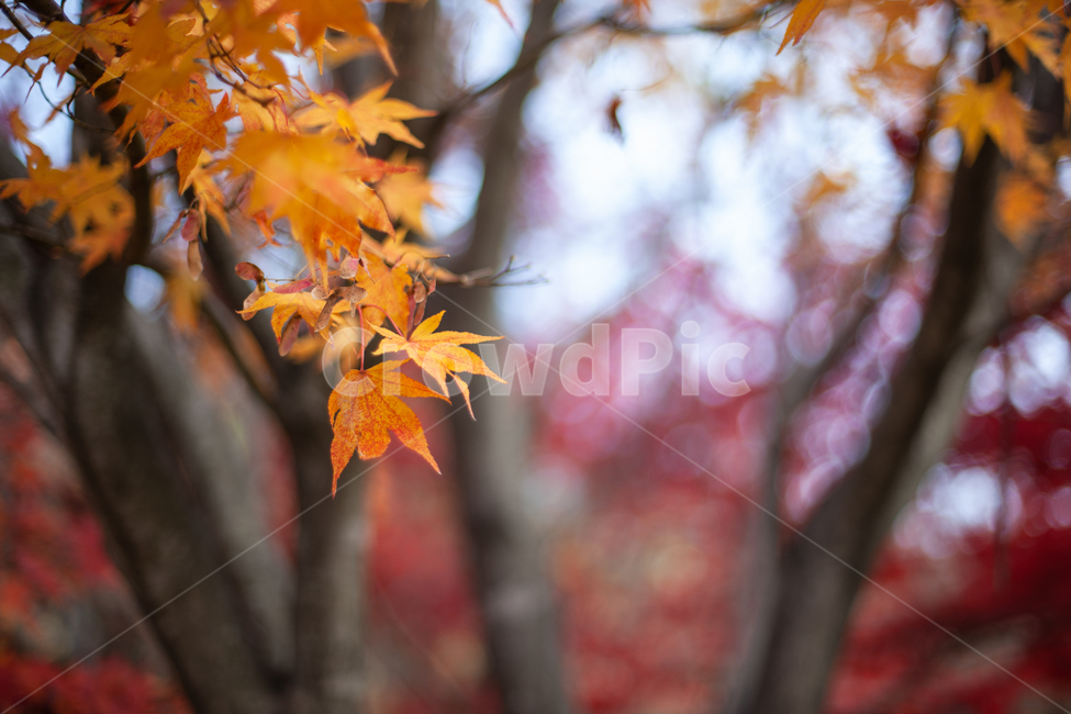 가을,단풍,단풍잎,단풍나무,나무,가을,계절,fall,autumn,season,leaf,잎,plant,식물,tree