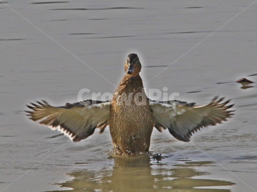 고니,새,백조,bird,동물,동물,animal,조류,새,birds
