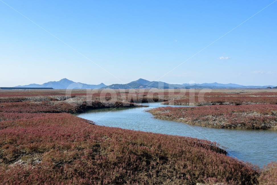 갯벌,운염도,바다,함초,식물,염생식물,간척지,개발,칠면초,자연,풍경,nature,landscape,land,땅,outdoors,옥외,water,물,scenery