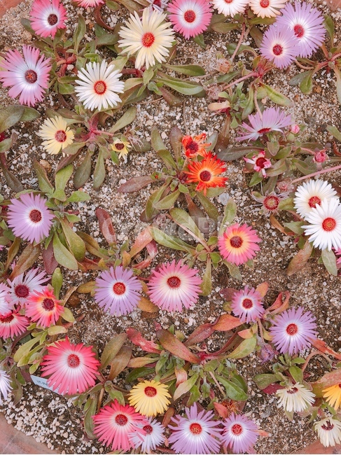 꽃,plant,식물,flower,blossom