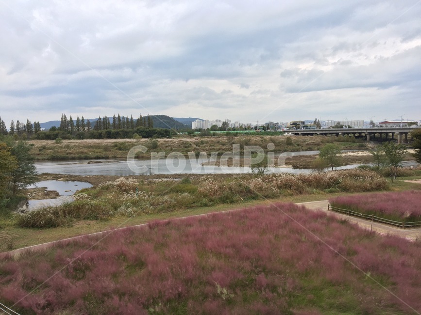 영산강,자전거길,핑크뮬리,갈대,구름,강,산책길,자연,pinkmuhly
