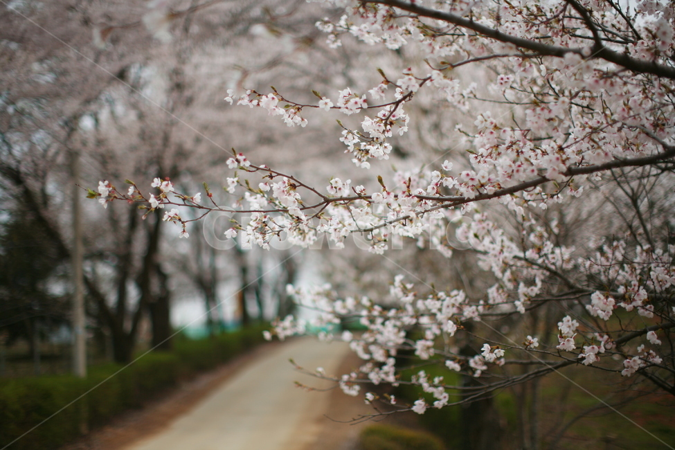plant,식물,blossom,flower,꽃,벗꽃,봄,사순절