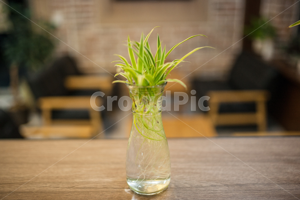 식물,화병,botanical,자연,풀,식물,자연,plants,nature,실내용화초,화분,화초,house plant,인테리어,실내디자인,interior design