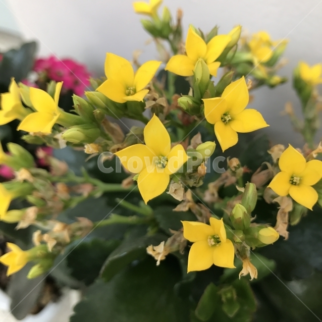 칼랑코에,칼란코에,카랑코에,Kalanchoe,다육,꽃,Flower,노란색,식물,약재,식물,자연,plants,nature,꽃,flower