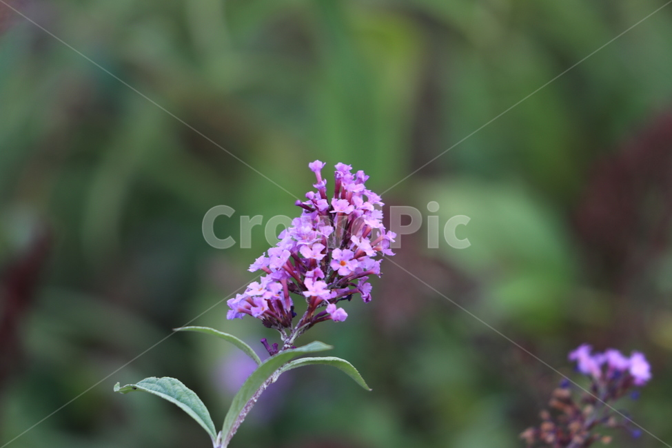 꽃,들꽃,야생화,flower,wildflower,식물,자연,plants,nature,꽃,flower