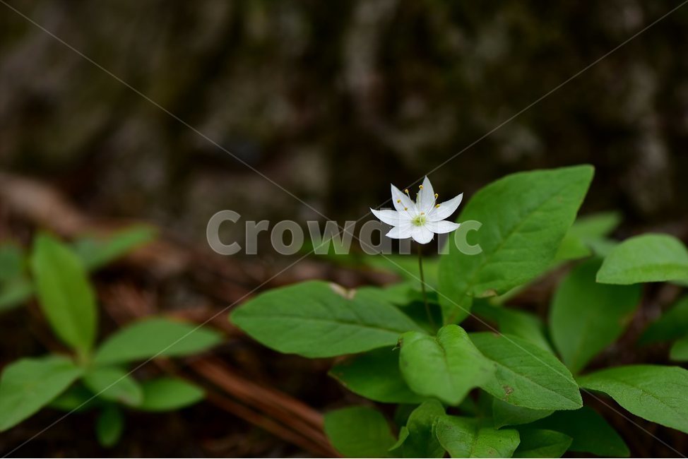 참기생꽃,야생화,식물,자연,생태,꽃,힐링,플라워,wildflower,flower,plants,nature,season,감성,느낌,emotion,feeling,앵초목,앵초과,기생꽃속,여러해살이풀,식물,자연,plants,nature,꽃,flower
