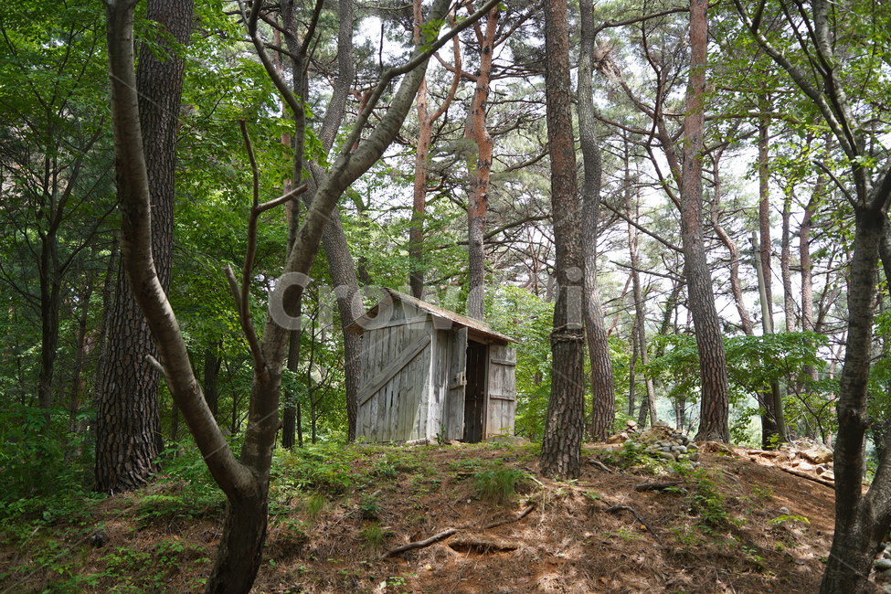 아홉산,오두막,숲속,나무,산림,여름,초록,부산,산속