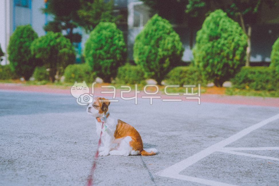 dog grooming,shih tzu,asphalt,pet dog,dog,park,sayusinna