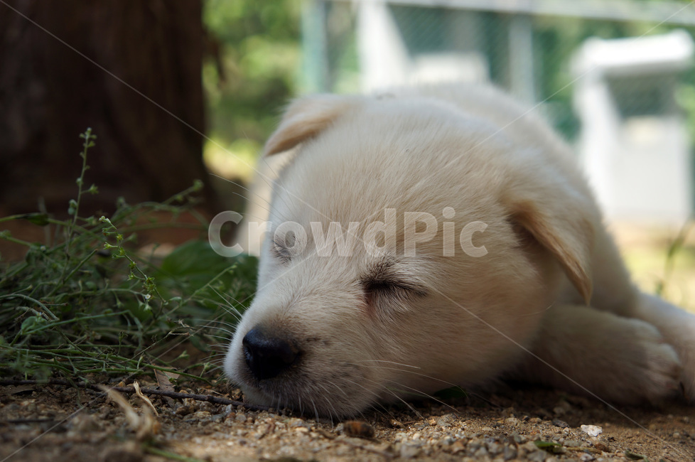 개,강아지,낮잠,dog,puppy,nap,졸음,개졸림,졸림,졸려움,동물,animal,포유류,mammal,개,강아지,dog,doggy