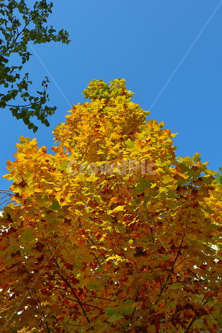 가을,낙엽,나무,tree,계절,가을,계절,fall,autumn,season,식물,자연,plants,nature,나무,trees,wood,plant,leaf,잎