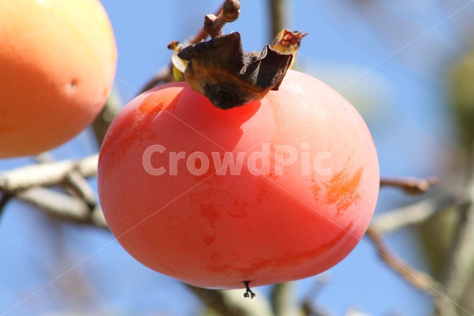 감,열매,가을,홍시,persimmon,fruit,가을,계절,fall,autumn,season,과일,열매,fruit,plant,식물,food,음식