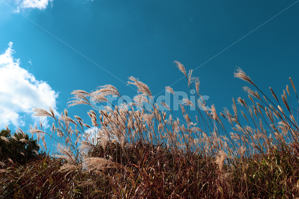 reed,갈대,plant,식물,grass,하늘,sky,blue