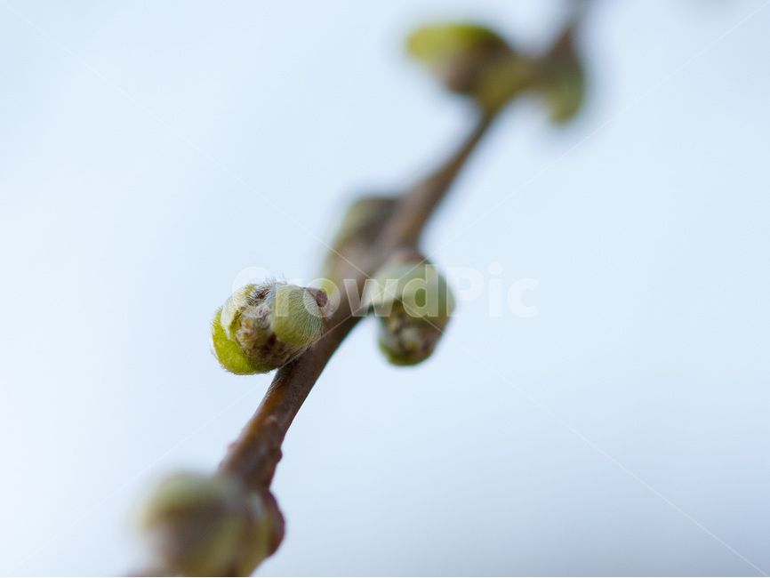 봄,새싹,녹색,잎,새싹나무,접사,봄,계절,spring,season,식물,자연,plants,nature,bud,싹,blossom,꽃,sprout,plant,flower