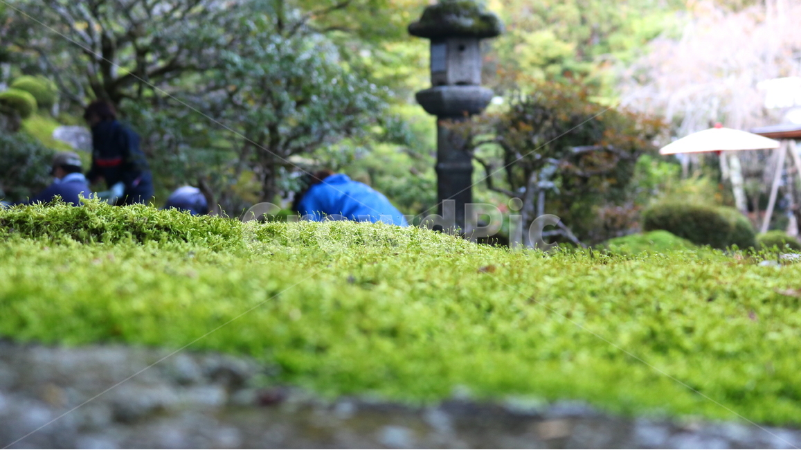 이끼,식물,자연,나무이끼,매태,녹전,선태,태선,식물,자연,plants,nature