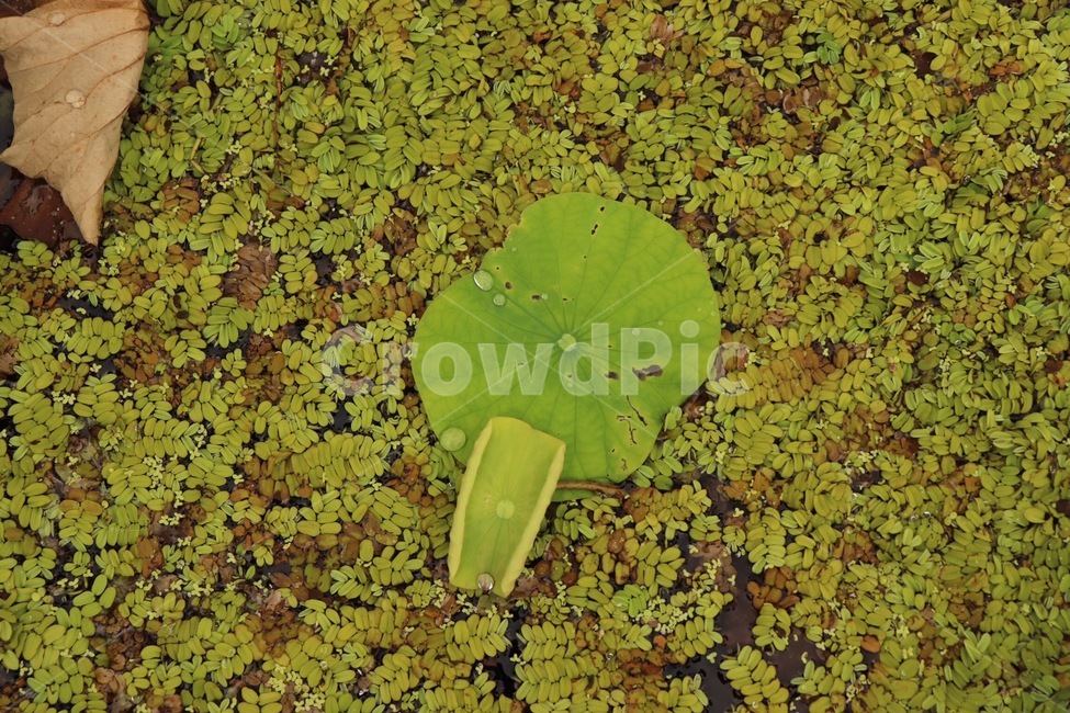 연잎,연못,연꽃잎,pond,lotus,식물,자연,plants,nature