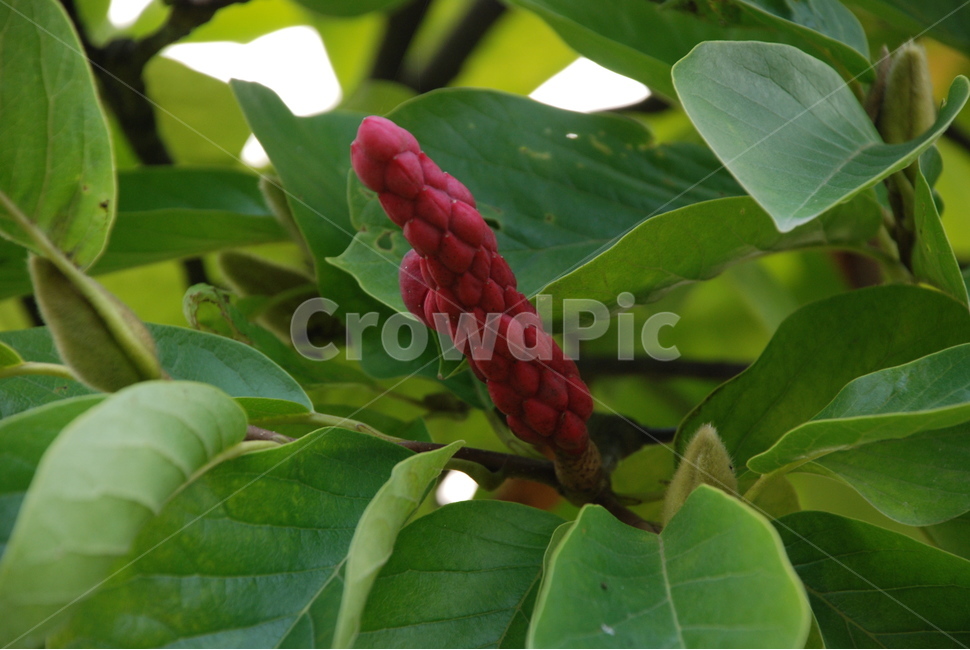 목련,목련열매,자연,나무,여름나무,식물,자연,plants,nature,꽃,flower