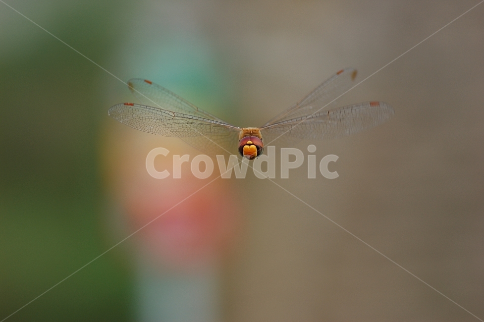 자연,곤충,잠자리,비행,호버링,근접촬영,접사,nature,flying,동물,animal,곤충,벌레,insect,bug