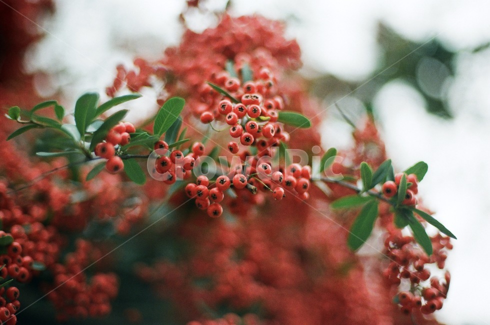 필름,필카,필름카메라,필름사진,film,filmcamera,식물,자연,plants,nature,과일,열매,fruit