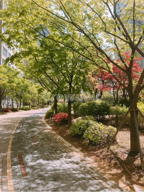 산책로,봄풍경,공원,나무,조경,감성사진,자연,풍경,nature,landscape,tree,plant,식물,outdoors,옥외