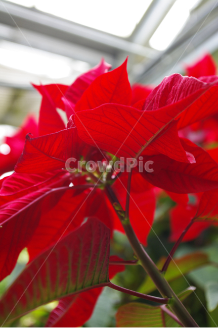 식물,plant,color,포인세티아,잎,식물,자연,plants,nature,꽃,flower