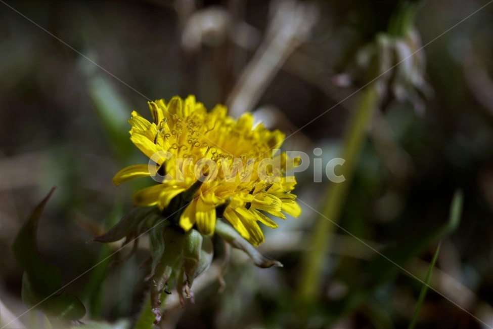 민들레,노랑,봄,꽃,계절,dandelion,spring,flower,bloom,yellow,life,생명,봄소식,식물,자연,plants,nature,꽃,flower