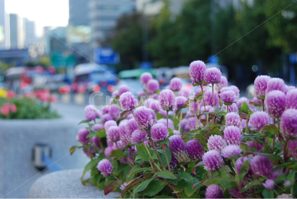 꽃,가을,도심,가을꽃,도심꽃,식물,자연,plants,nature,꽃,flower