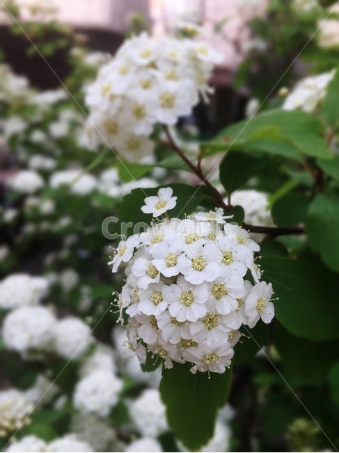 식물,꽃나무,산조팝나무,조팝나무꽃,흰색,봄꽃,소담함